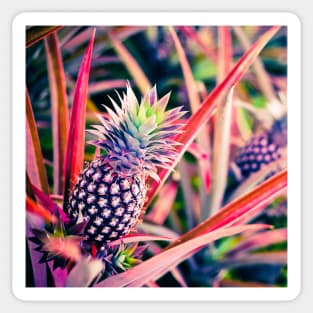 Purple Hawaiian Pineapple Sticker